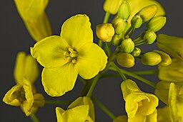 Brassica napus Darmor-bzh picture