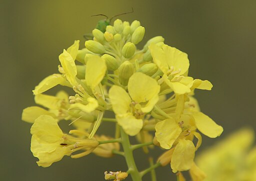 Brassica nigra Ni100 picture